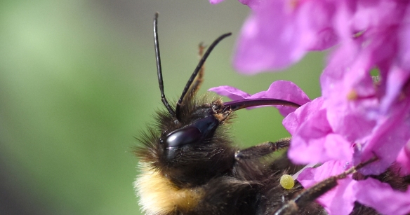 2019 Taynish Pollinator Trail - August - bee on purple loosestrife DSC_15461