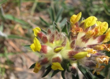Kidney vetch plugs and flower