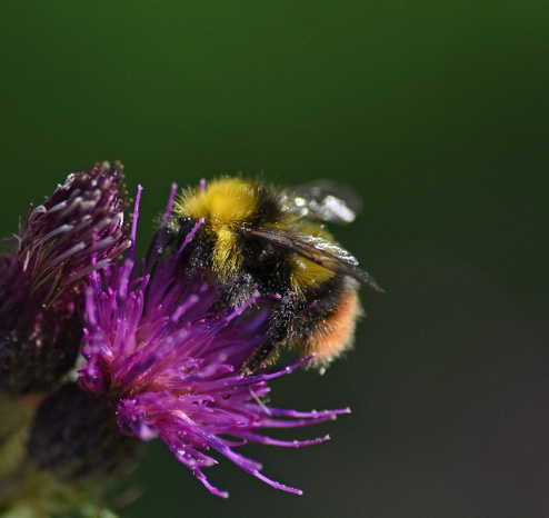 Early bumblebee 1